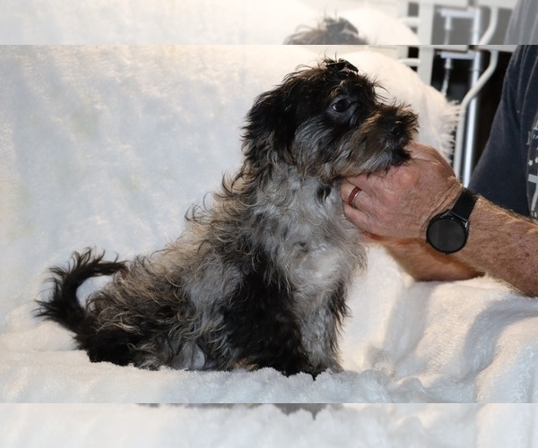 Medium Photo #11 Yorkiepoo mix (+ Poodle Toy) Puppy For Sale in DYERSBURG, TN, USA