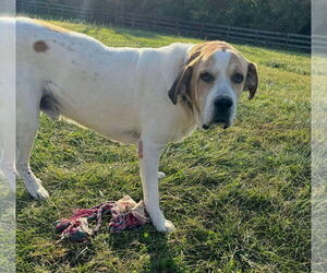 Great Pyrenees-Unknown Mix Dogs for adoption in Germantown, OH, USA