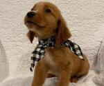 Small #4 Golden Retriever
