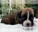 Small #3 Boxer