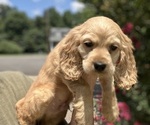 Puppy 2 Cocker Spaniel