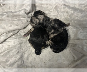 Labradoodle Puppy for sale in PEMBROKE, GA, USA