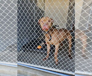 American Pit Bull Terrier Dogs for adoption in Maryville, TN, USA
