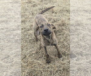 Mutt Dogs for adoption in Boston, MA, USA