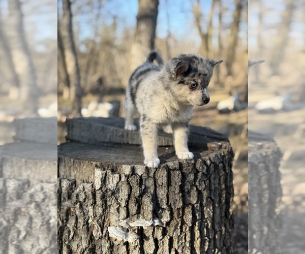 Medium Photo #18 Alaskan Klee Kai-Pomsky Mix Puppy For Sale in STAPLES, MN, USA