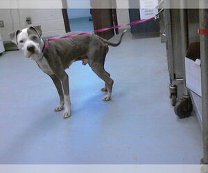 Mutt Dogs for adoption in Fayetteville, NC, USA