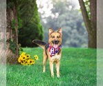 Small #2 German Shepherd Dog Mix