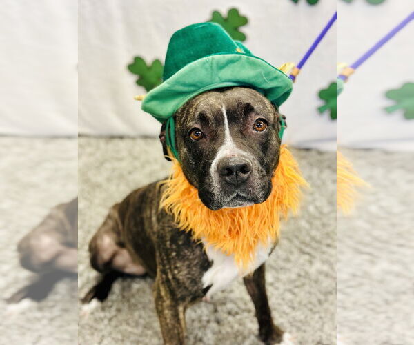 Medium Photo #5 American Pit Bull Terrier-Unknown Mix Puppy For Sale in Manahawkin, NJ, USA
