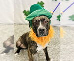 Small #4 American Pit Bull Terrier Mix
