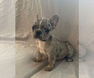 French Bulldog Puppy for sale in JOHNS ISLAND, SC, USA
