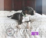 Small Photo #3 Bulldog-Staffordshire Bull Terrier Mix Puppy For Sale in Omaha, NE, USA