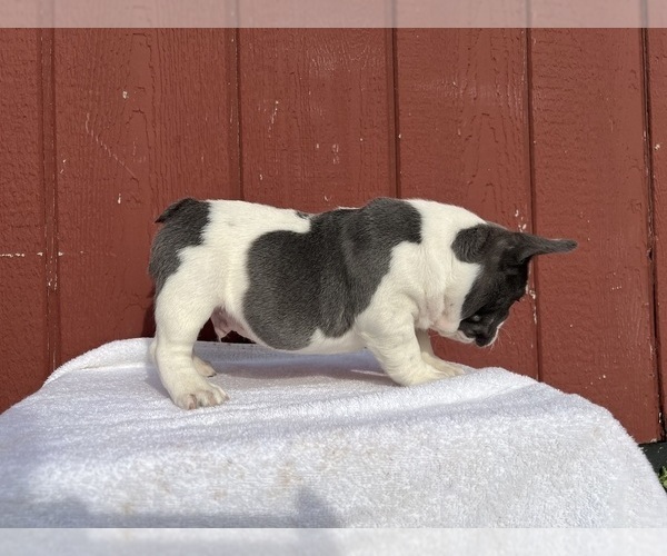 Medium Photo #10 French Bulldog Puppy For Sale in SAINT CLAIR, MI, USA