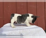 Small Photo #10 French Bulldog Puppy For Sale in SAINT CLAIR, MI, USA