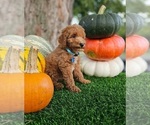 Small #5 Poodle (Miniature)