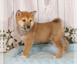 Medium Shiba Inu