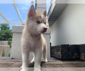 Siberian Husky Puppy for sale in N MIAMI BEACH, FL, USA