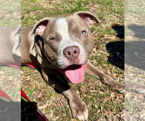 Medium Photo #1 Staffordshire Bull Terrier Puppy For Sale in Lawrenceville, NJ, USA