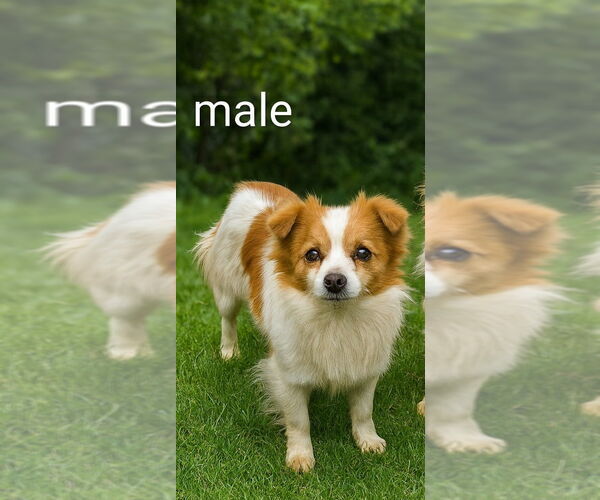 Medium Photo #1 Chion Puppy For Sale in Emmett, ID, USA