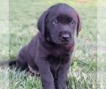 Small Photo #1 Labrador Retriever Puppy For Sale in ARLINGTON, KS, USA
