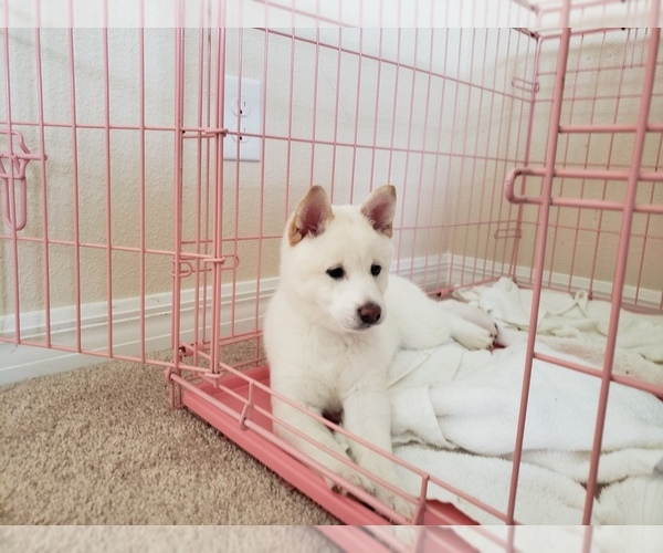 Medium Photo #13 Shiba Inu Puppy For Sale in DAVENPORT, FL, USA