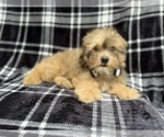 Small #2 Shih-Poo