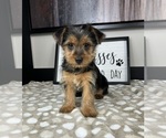 Small #3 Yorkshire Terrier