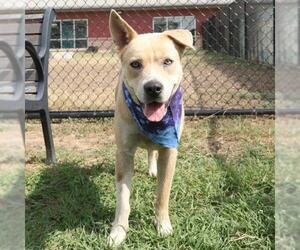 Mutt Dogs for adoption in San Antonio, TX, USA