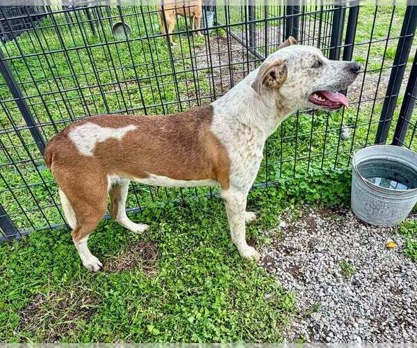 Medium Photo #4 Mutt Puppy For Sale in Abbeville, LA, USA