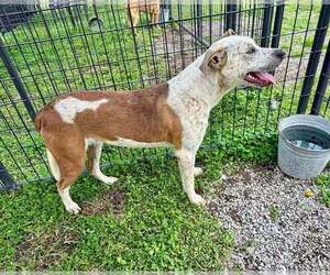 Freya - Female Mutt Dog for Adoption - Photo #4