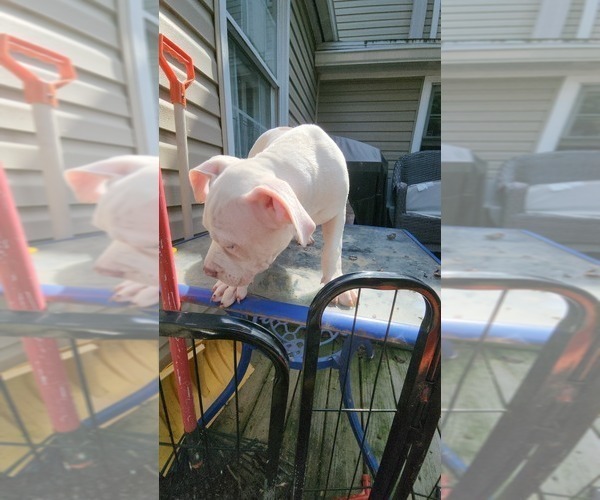 Medium Photo #12 American Bully Puppy For Sale in HARRISBURG, PA, USA