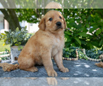 Small Photo #34 Golden Retriever Puppy For Sale in WOLCOTTVILLE, IN, USA
