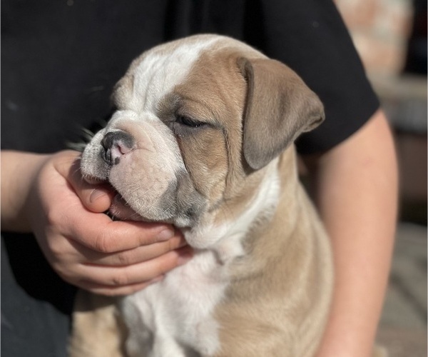 Medium Photo #3 Olde English Bulldogge Puppy For Sale in WAYNESVILLE, OH, USA