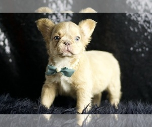 Medium French Bulldog