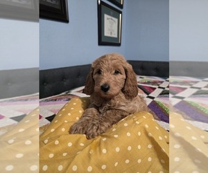 Goldendoodle (Miniature) Puppy for sale in FORT WORTH, TX, USA