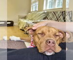 Small #2 American Pit Bull Terrier Mix