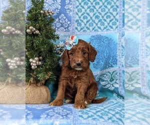 Irish Setter-Poodle (Miniature) Mix Puppy for sale in BIRD IN HAND, PA, USA