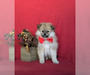 Pomeranian Puppy for sale in CHRISTIANA, PA, USA