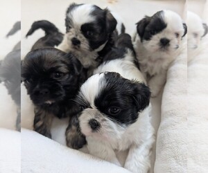 Shih Tzu Litter for sale in LEANDER, TX, USA