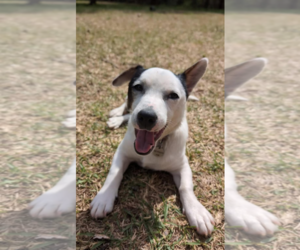 Jack Russell Terrier-Unknown Mix Dogs for adoption in Blacksburg, SC, USA