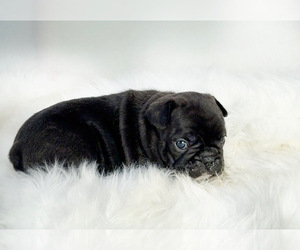 French Bulldog Puppy for sale in HUDSON, CO, USA