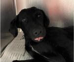 Small #1 Labrador Retriever Mix