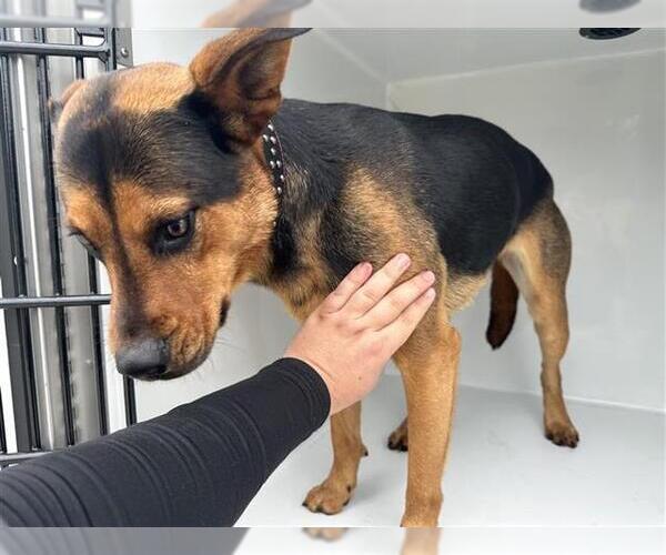 Medium Photo #1 German Shepherd Dog-Unknown Mix Puppy For Sale in Houston, TX, USA