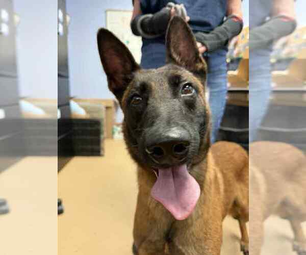 Medium Photo #4 Mutt Puppy For Sale in Imlay City, MI, USA