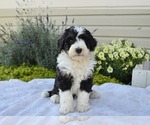 Small #22 Bernedoodle (Miniature)