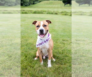 Anders - Male Mutt Dog for Adoption - Photo #5