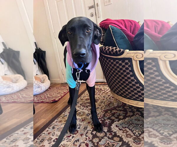 Medium Photo #7 Great Dane Puppy For Sale in Bullard, TX, USA