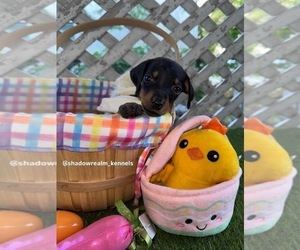 Medium Doberman Pinscher