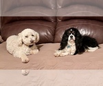 Small Photo #7 Cavapoo Puppy For Sale in LEICESTER, NC, USA