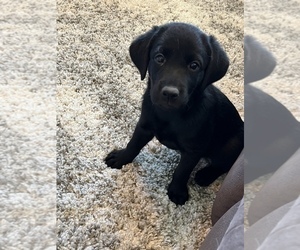 Labrador Retriever Puppy for sale in SPANISH SPGS, NV, USA
