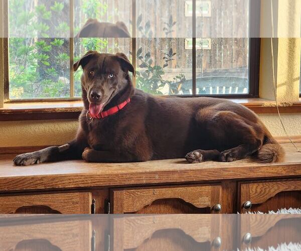 Medium Photo #3 Labrador Retriever-Unknown Mix Puppy For Sale in Clovis, CA, USA